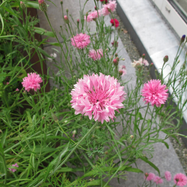 Pink Cornflower Pink Ball (Centaurea cyanus) seeds <ai>