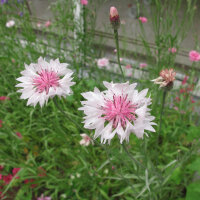Pink Cornflower Pink Ball (Centaurea cyanus) seeds <ai>