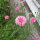 Pink Cornflower Pink Ball (Centaurea cyanus) seeds <ai>