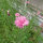 Pink Cornflower Pink Ball (Centaurea cyanus) seeds <ai>