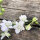 Espuela del campo White King  (Consolida ajacis) – semillas