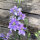 Espuela del campo Blue Bell (Consolida ajacis) semillas