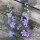 Espuela del campo Blue Bell (Consolida ajacis) semillas
