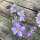 Espuela del campo Blue Bell (Consolida ajacis) semillas