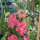 Espuela de caballero rosa salmón Salmon Beauty (Consolida ajacis) semillas