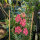 Espuela de caballero rosa salmón Salmon Beauty (Consolida ajacis) semillas