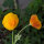 Amapola de California Ballerina Mix (Eschscholzia californica) semillas