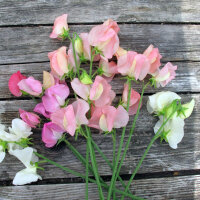 Guisante de olor rosa pálido ‘Mollie Rilstone’ (Lathyrus odoratus) semillas