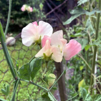 Guisante de olor rosa pálido ‘Mollie Rilstone’ (Lathyrus odoratus) semillas