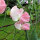 Guisante de olor rosa pálido ‘Mollie Rilstone’ (Lathyrus odoratus) semillas