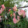 Guisante de olor rosa pálido ‘Mollie Rilstone’ (Lathyrus odoratus) semillas