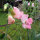 Guisante de olor rosa pálido ‘Mollie Rilstone’ (Lathyrus odoratus) semillas