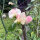 Guisante de olor rosa pálido ‘Mollie Rilstone’ (Lathyrus odoratus) semillas