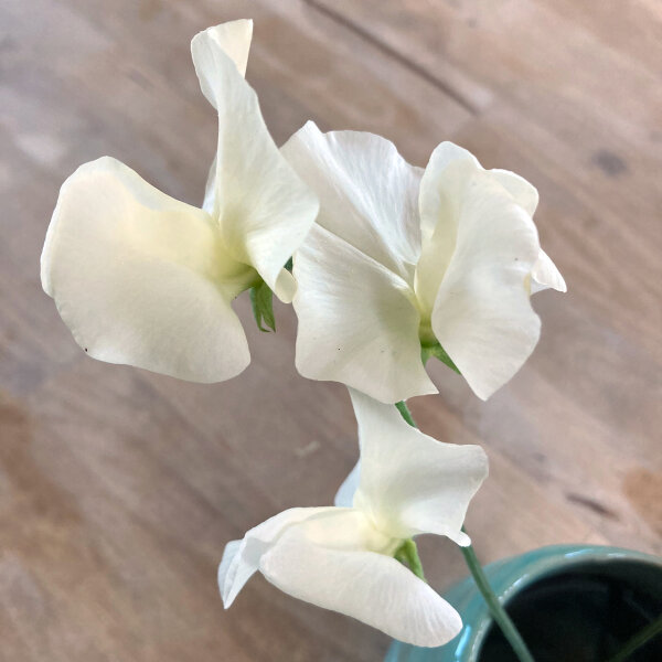 Guisante de olor blanco ‘Ice Cream’ (Lathyrus odoratus) semillas