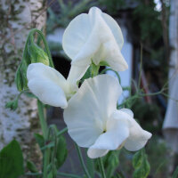 Guisante de olor blanco ‘Ice Cream’ (Lathyrus odoratus) semillas