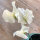 Guisante de olor blanco ‘Ice Cream’ (Lathyrus odoratus) semillas
