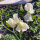 Guisante de olor blanco ‘Ice Cream’ (Lathyrus odoratus) semillas