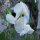 Guisante de olor blanco ‘Ice Cream’ (Lathyrus odoratus) semillas