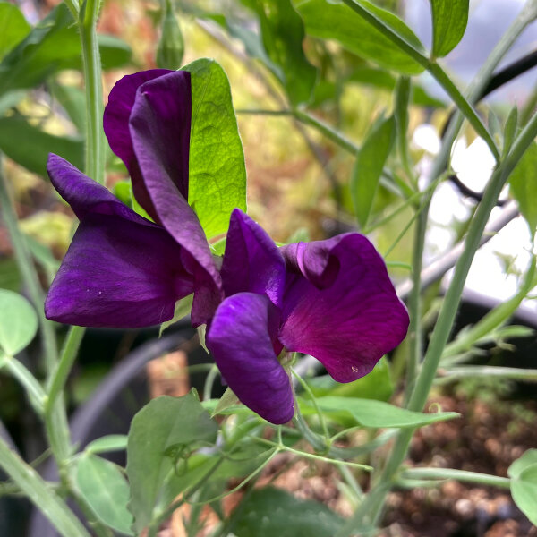 Guisante de olor azul violáceo Lord Nelson (Lathyrus odoratus) semillas