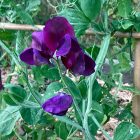 Guisante de olor azul violáceo Lord Nelson (Lathyrus odoratus) semillas