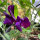 Guisante de olor azul violáceo Lord Nelson (Lathyrus odoratus) semillas
