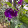 Guisante de olor azul violáceo Lord Nelson (Lathyrus odoratus) semillas