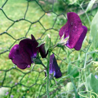 Guisante de olor burdeos Beaujolais (Lathyrus odoratus)...