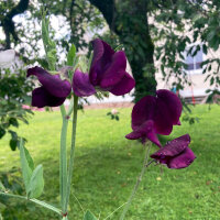 Guisante de olor burdeos Beaujolais (Lathyrus odoratus)...