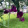 Guisante de olor burdeos Beaujolais (Lathyrus odoratus) semillas