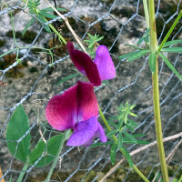 Guisante de olor bicolor ‘Matucana’ (Lathyrus odoratus) semillas