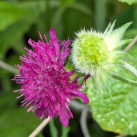Escabiosa morada / Flor viuda (Scabiosa atropurpurea)...