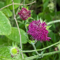Escabiosa morada / Flor viuda (Scabiosa atropurpurea) semillas
