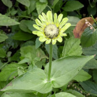 Zinnia Envy (Zinnia elegans) semillas