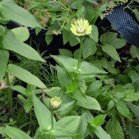 Zinnia Envy (Zinnia elegans) semillas