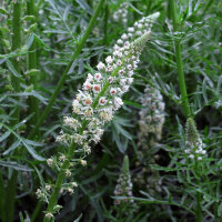 Reseda blanca (Reseda alba) semillas