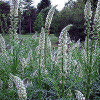 Reseda blanca (Reseda alba) semillas