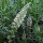 Reseda blanca (Reseda alba) semillas