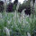 Reseda blanca (Reseda alba) semillas
