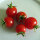 Tomate Cherry italiano Ciliegia (Solanum lycopersicum) semillas ecológicas