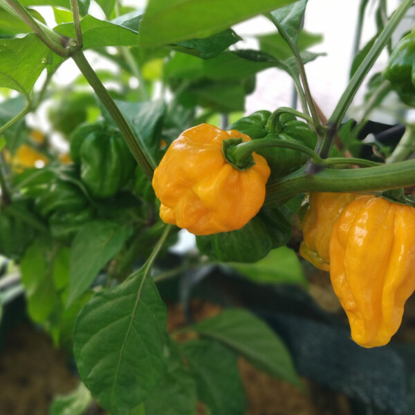 Chile Trinidad Scorpion Amarillo (Capsicum chinense) semillas