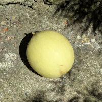 Melón miel Oliwin  (Cucumis melo) semillas