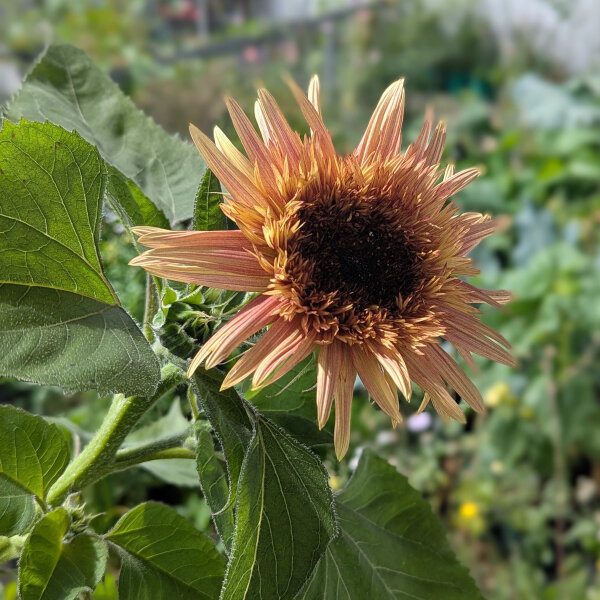 Girasol rosa antiguo ‘Astra Rose’ (Helianthus annuus) semillas