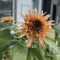 Girasol rosa antiguo ‘Astra Rose’ (Helianthus...