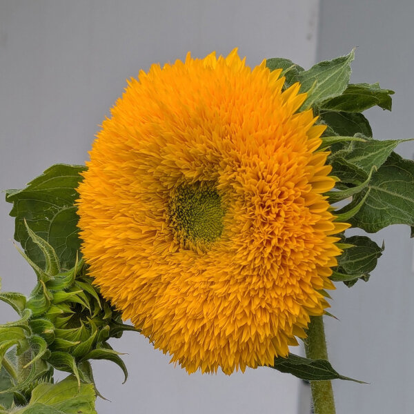 Girasol doble Tall Sungold (Helianthus annuus) semillas
