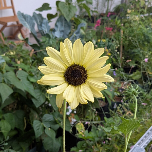 Girasol amarillo pálido Vanilla Ice  (Helianthus debilis) semillas