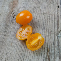 Tomate cherry naranja ‘Figiel’ (Solanum...