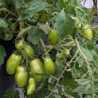 Tomate amarilla de mata baja Banana Legs (Solanum...
