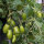 Tomate amarilla de mata baja Banana Legs (Solanum lycopersicum) semillas