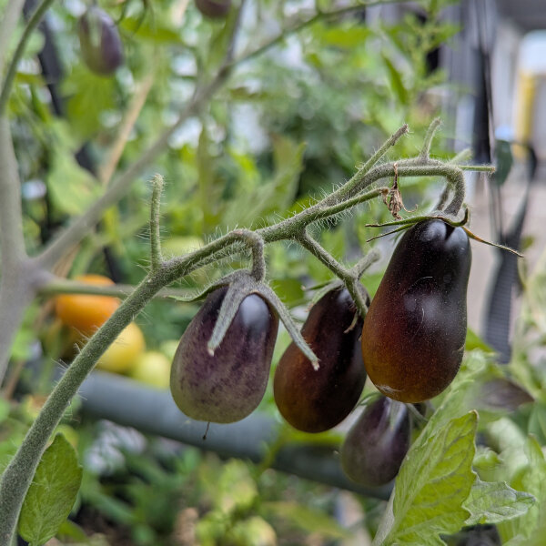 Tomate cherry amarillo-púrpura ‘Indigo Pear Drops’ (Solanum lycopersicum) semillas