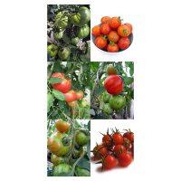 Clase de Tomates especiales y antiguos - Set de semillas